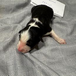M2 - Black and white male Border Collie puppy in Meridian, Mississippi from Border Hollow Border Collies