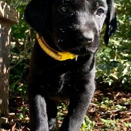 Labrador Retrievers from Kailani Labradors