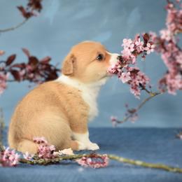 Arthur - White and red Pembroke Welsh Corgi puppy in Gig Harbor, Washington from Pacific Northwest Pembroke Welsh Corgis