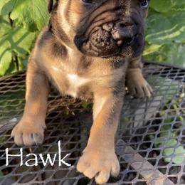 Boerboel Puppies from Silverthorne Boerboels
