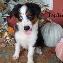 Joplin - Black tri-color female Australian Shepherd puppy in Crockett, Texas from Southern Paws Mini Aussies