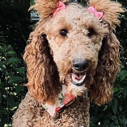 Piper - Poodle