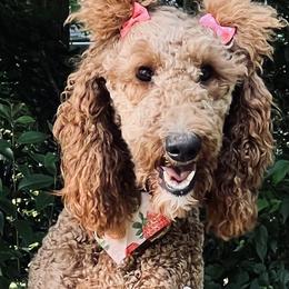 Piper - Poodle