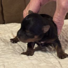 Puppy 2 - Black and tan male Yorkshire Terrier puppy in Elizabeth, Indiana from Dwayne’s Yorkshire Terriers