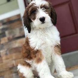 Aussiedoodles and Bernedoodles from Deer Canyon Family Doodles