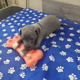 Gelato - Blue male Italian Greyhound puppy in Duncanville, Texas from Oremor's