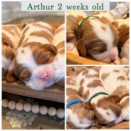 Arthur - Blenheim male Cavalier King Charles Spaniel puppy in Atwater, California from Countryside Royalty Cavaliers
