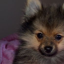 Kai - Orange sable Pomeranian puppy in Denver, Colorado from Melrey's paws
