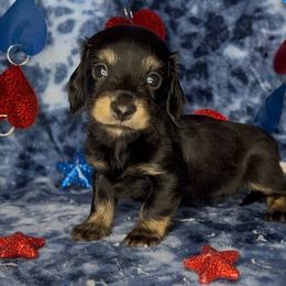 Runt - Black and cream male Dachshund puppy in Poteau, Oklahoma from Sisters Dazzling Dachshunds