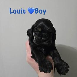 Luis - Black and tan male Cocker Spaniel puppy in Port Washington, New York from Belive in Dreams Cockers