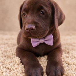 Girl 3 - female Labrador Retriever puppy in Chicago, Illinois from Urbane Retrievers