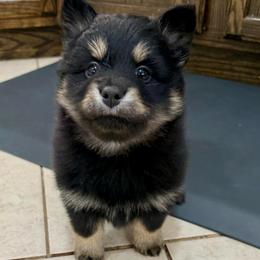 Diesel - Black male Pomsky puppy in Raymondville, Missouri from Pampered Pomskies