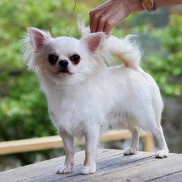 Rudolf - Chihuahua