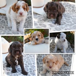 Australian Labradoodle Puppies from Strawberry Fields Labradoodles