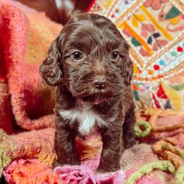 Timberland - Black male Australian Labradoodle puppy in Decatur, Alabama from Southern Meadows Doodles
