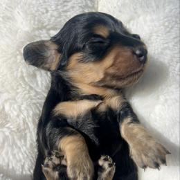 Black and Cream - Black and cream female Dachshund puppy in Nampa, Idaho from Long_and_Low_Dachshunds