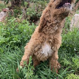 Poodle Puppies from Rocky Mountain Poodles