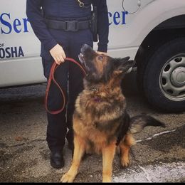 German Shepherds from Av Lundquist