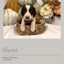 Sheni - Liver and white female English Springer Spaniel puppy in Arcadia, Florida from Redemption Fields Springer Spaniels