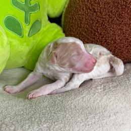 Pony Boy (Tan White Parti) - Parti male Goldendoodle puppy in Toledo, Ohio from Avery Doodle Day LLC