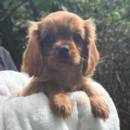 Ms.Bonnie - Ruby female Cavalier King Charles Spaniel puppy in Beaverton, Oregon from Feray Valoir cavaliers