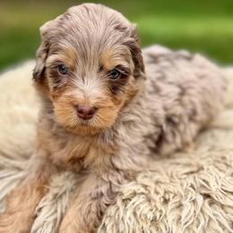 Tan collar boy - Chocolate merle male Bernedoodle puppy in Colorado Springs, Colorado from Mercy Mountain Bernedoodles