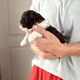 Banks - Brown male Shihpoo puppy in Chelsea, Alabama from Doodle Lane - Toy Doodles Alabama