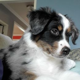 Miniature Australian Shepherd Puppies from Potomac River Aussies