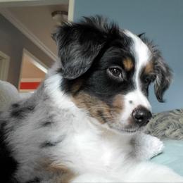 Miniature Australian Shepherd Puppies from Potomac River Aussies