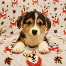 Triton - Black and tan male Pembroke Welsh Corgi puppy in Warrensburg, New York from The Adirondack Corgi