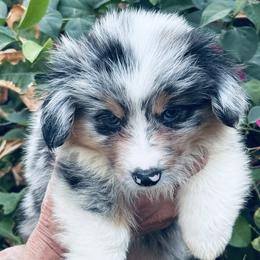 Boy 1 blue merle fluffy - Blue merle and white male American Corgi puppy in Huntington Beach, California from Gingerbread