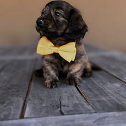Dachshund Puppies from Diddle Bros Dachshunds