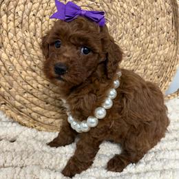 Mulan - Red  female Goldendoodle puppy in Calico Rock, Arkansas from Cottrell’s Poodles & Doodles