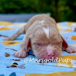 Birdie - Apricot female Cavapoo puppy in Kansas from Marigold Pups