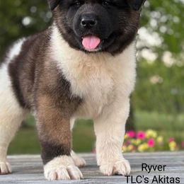 Ryver - Fawn male Akita puppy in Chillicothe, Missouri from TLC Akitas