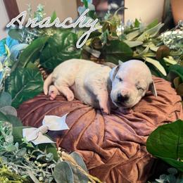 Anarchy - White and black female Dalmatian puppy in Mount Vernon, Missouri from Spots & Spirals