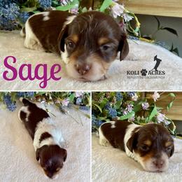 Sage - AKC - Silky - Chocolate and tan female Dachshund puppy in Kemp, Texas from Koli Acres