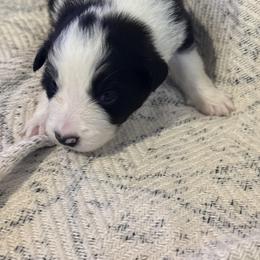 Thor - Black and white male Border Collie puppy in Mckinney, Texas from Border Collies of Ruidoso