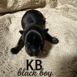 Wesson - Black and tan male Yorkshire Terrier puppy in Goode, Virginia from Glass Hill Yorkies