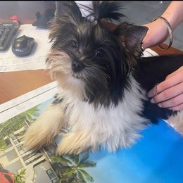 Gia 🩷 - Yorkshire Terrier
