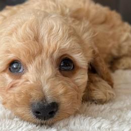 Yorkipoos from Emerald City Poodles