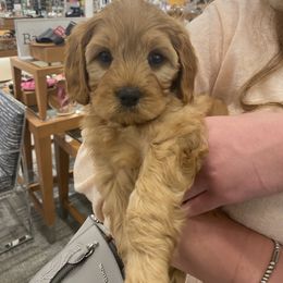 Cavapoo, Maltipoo, and Poodle Puppies from My Sweet Poodles and Doodles