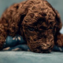 Poodle Puppies from Reuter Clan Poodles