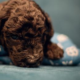Poodle Puppies from Reuter Clan Poodles