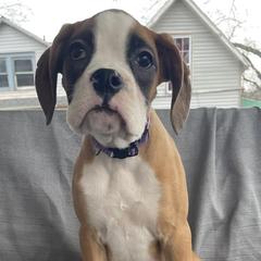 Boxer Puppies from Esquivel Boxers