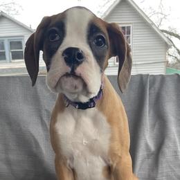 Boxer Puppies from Esquivel Boxers