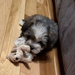 Lyla - Salt and pepper female Miniature Schnauzer puppy in Lockney, West Virginia from S&T Kennels