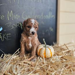 Allspice - Red  female Goldendoodle puppy in Daytona Beach, Florida from Beach Doodles