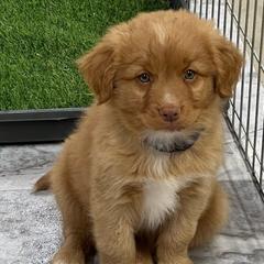 Boy 1 - Red Nova Scotia Duck Tolling Retriever puppy in Minneapolis, Kansas from Smoky Hill Tollers
