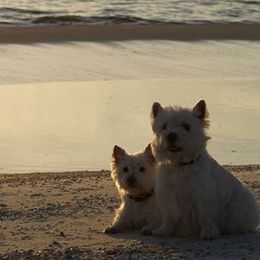 Border Collies and West Highland White Terriers from Lysiane Huber